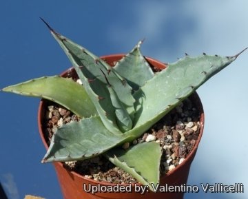 24578 valentino Valentino Vallicelli