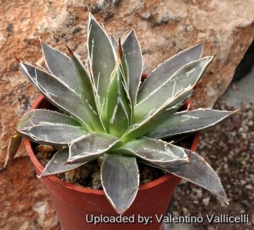 5707 valentino Valentino Vallicelli