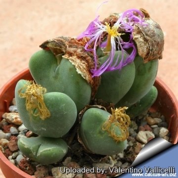 14849 valentino Valentino Vallicelli