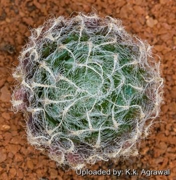 30059 agrawal K.k. Agrawal