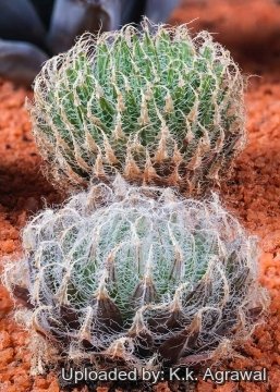 30076 agrawal K.k. Agrawal