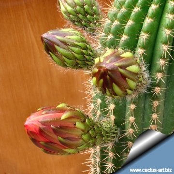 9899 cactus-art Cactus Art