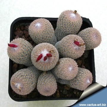 5654 cactus-art Cactus Art