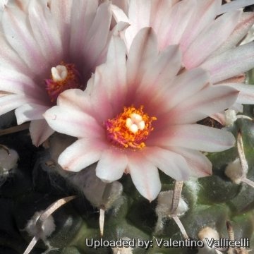 15755 valentino Valentino Vallicelli