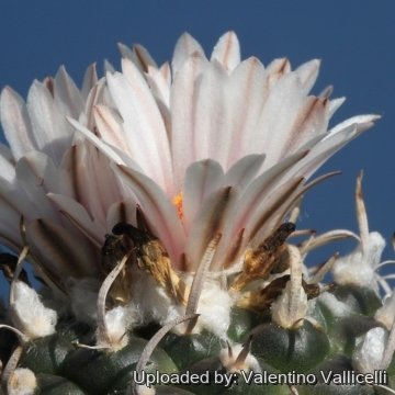 15757 valentino Valentino Vallicelli