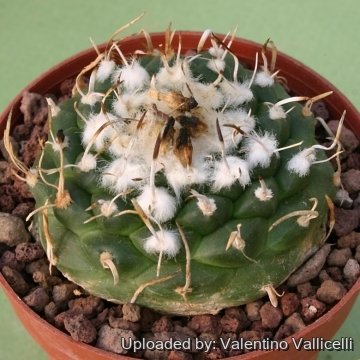 9623 valentino Valentino Vallicelli