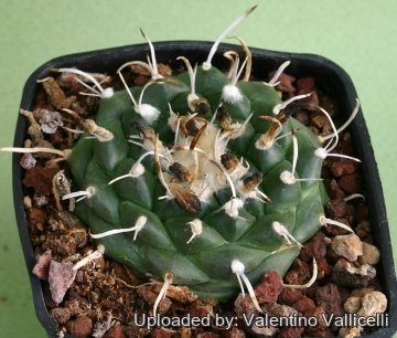 9626 valentino Valentino Vallicelli