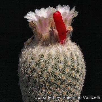 8120 valentino Valentino Vallicelli