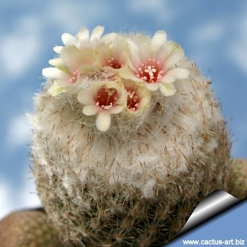 8123 cactus-art Cactus Art