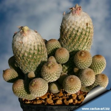 8124 cactus-art Cactus Art