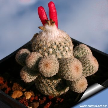 8125 cactus-art Cactus Art