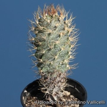 19176 valentino Valentino Vallicelli