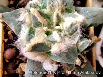 26110 Ilham Prof. Ilham Alakbarov