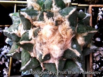 26111 Ilham Prof. Ilham Alakbarov