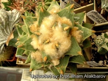 26112 Ilham Prof. Ilham Alakbarov