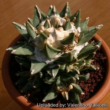 5325 valentino Valentino Vallicelli