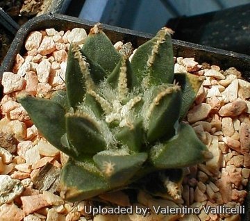 5326 valentino Valentino Vallicelli