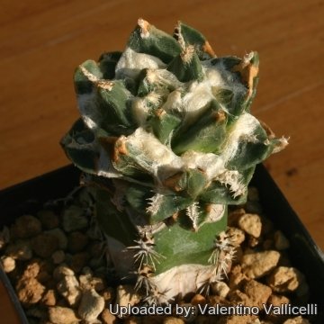 5327 valentino Valentino Vallicelli