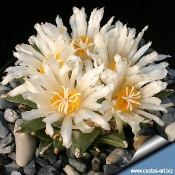 5329 cactus-art Cactus Art