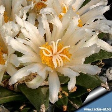 5330 cactus-art Cactus Art