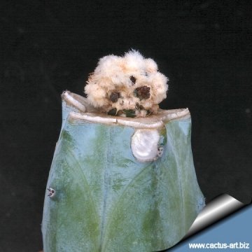 3293 cactus-art Cactus Art