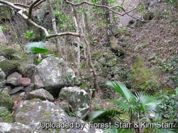 20649 star Forest Starr & Kim Starr