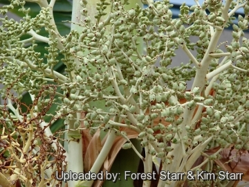 20830 star Forest Starr & Kim Starr