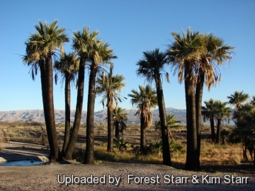 20862 star Forest Starr & Kim Starr