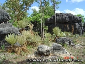 25394 josef Josef Cycad Perner 