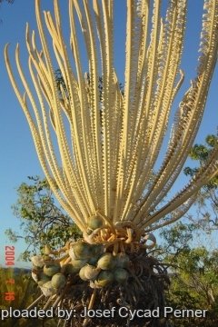 25420 josef Josef Cycad Perner 