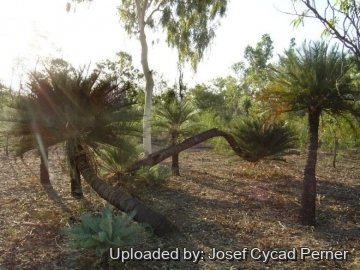 25416 josef Josef Cycad Perner 