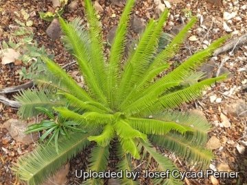 25064 josef Josef Cycad Perner 