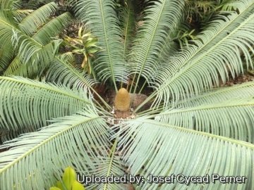 25112 josef Josef Cycad Perner 