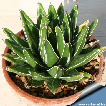 Agave victoriae-reginae