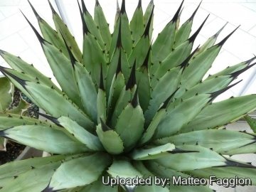 Agave macroacantha