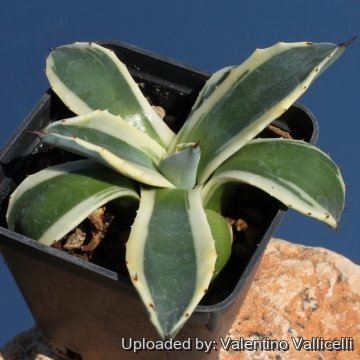 Agave Applanata 'Cream Spike' – Superbe Succulente Panachée, Vert Et Beige
