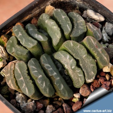 Haworthia truncata