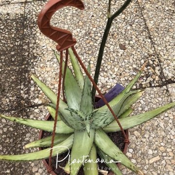 Aloe peckii