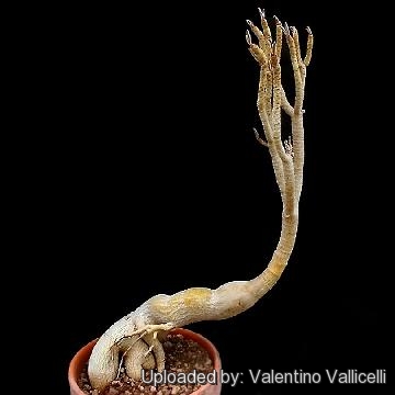 106 valentino Valentino Vallicelli