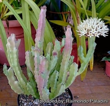 27713 RapCactus Raimondo Paladini