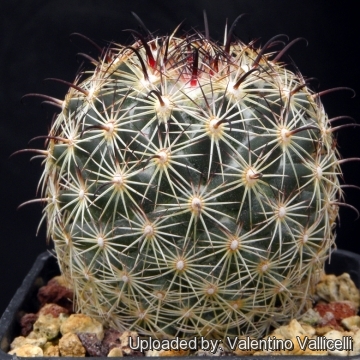 Coryphantha sp. Arista