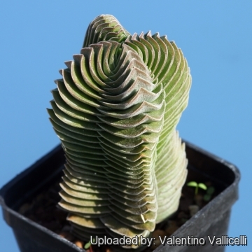 Crassula cv. Buddha's Temple