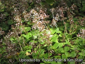 21305 star Forest Starr & Kim Starr