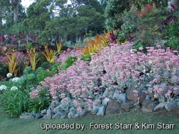 21358 star Forest Starr & Kim Starr