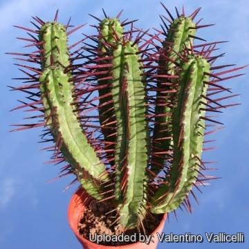 Euphorbia enopla