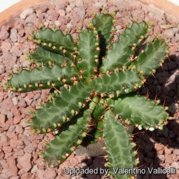 Euphorbia stellata