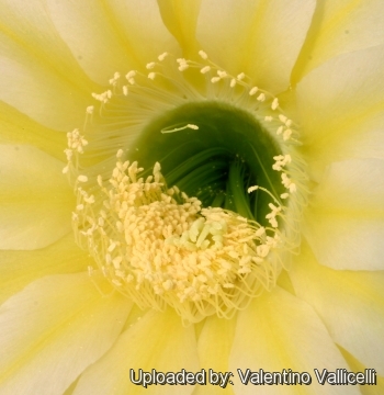 Echinopsis cv. Icarus