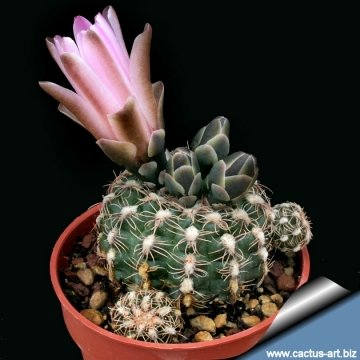 6406 cactus-art Cactus Art