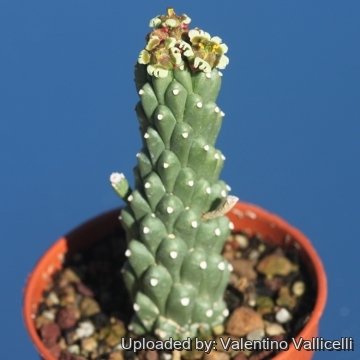 17494 valentino Valentino Vallicelli