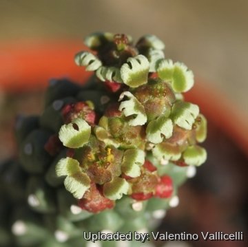 17496 valentino Valentino Vallicelli